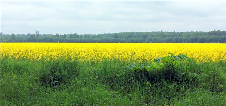 Солнечное поле. Twinkles Ella Chocolate