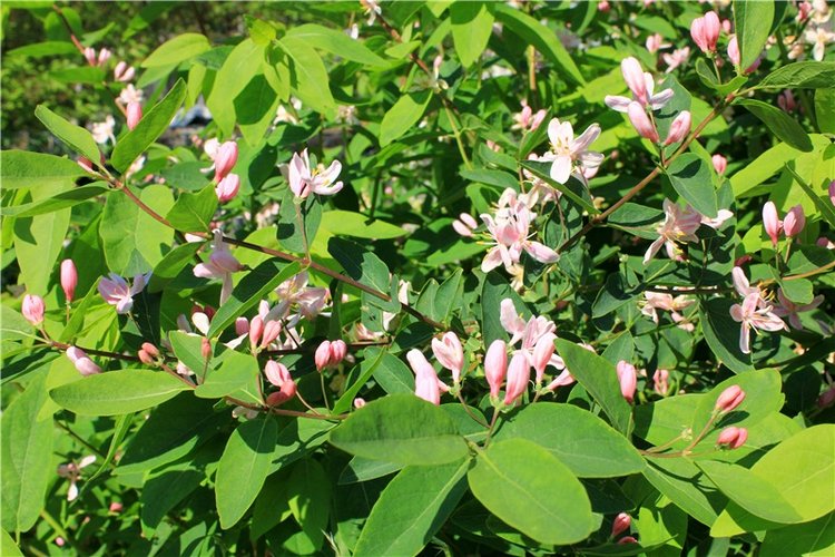 Из Чукавино в Старицу — Культура