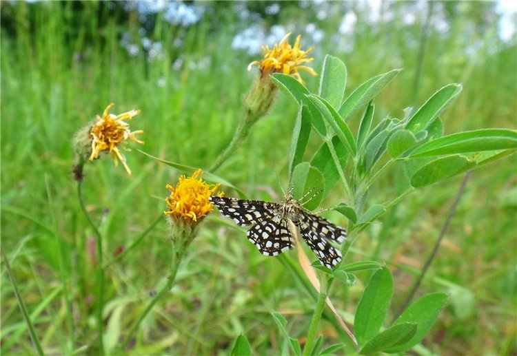 Ромашковый Июнь — Куклы Meadow dolls (Медовушки): BJD (БЖД) (фото 3)