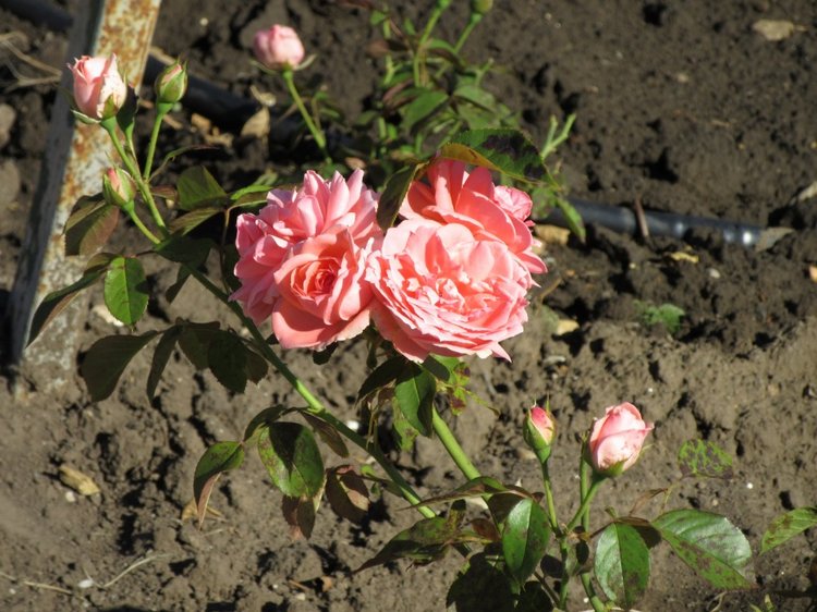 Горячее солнышко Кисловодска