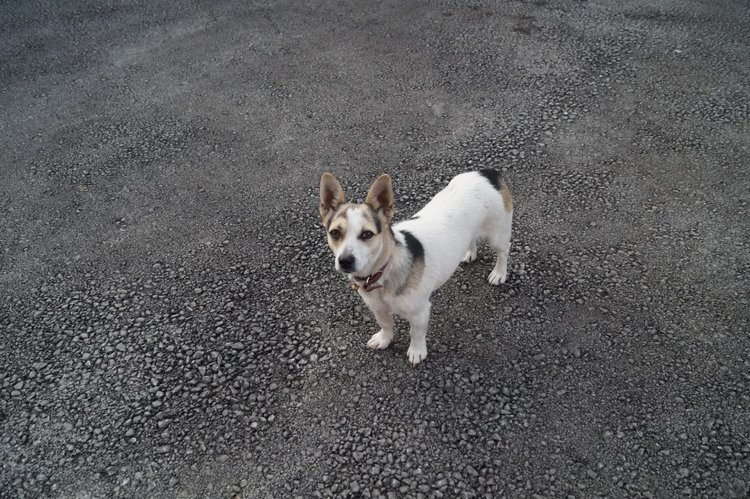 Ура! Суббота! Выписка куколок