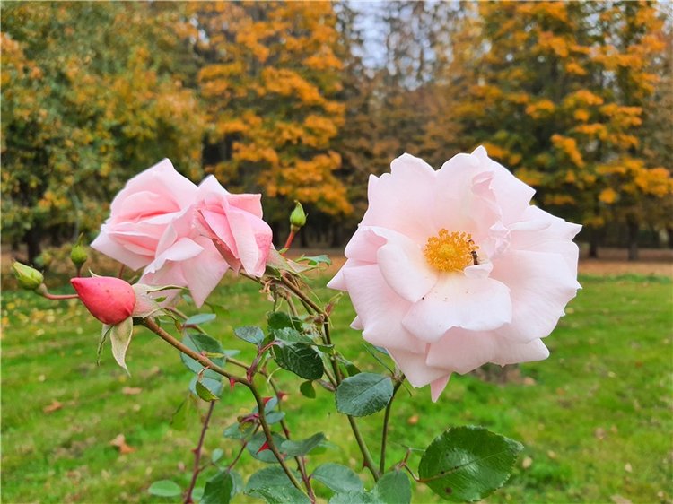 Золотая Осень в Берново с Имани. Mini Imani от Kaye Wiggs