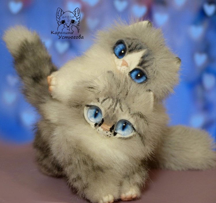 Котята Охос азулес. Чарующие глаза (фото 3)