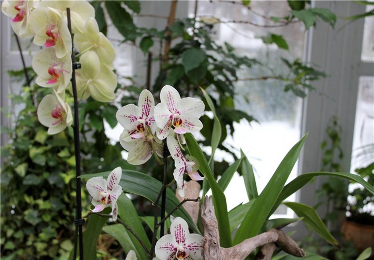 Тверской Ботанический Сад, продолжение | Бэйбики Тверской Ботанический Сад, продолжение