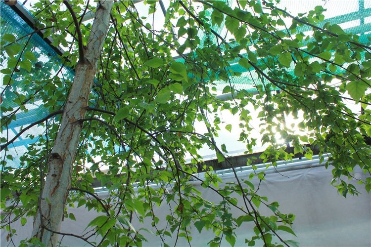 Выставка тюльпанов в Твери