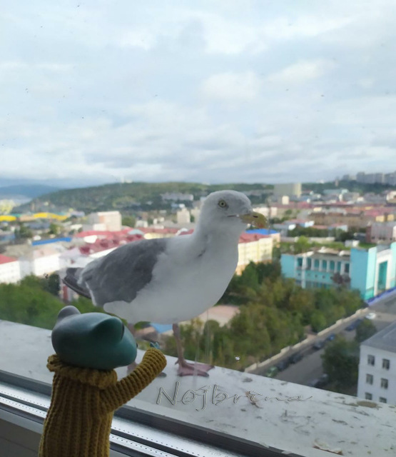 Большое путешествие Кензо. Арктика. Северный полюс (фото 7)