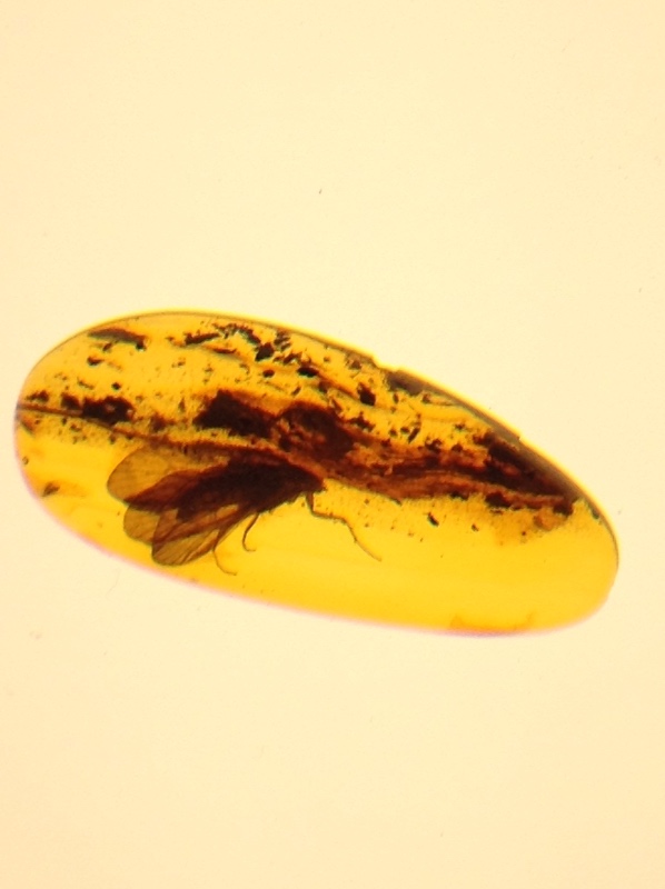 Милая сердцу Божедомка. Ч.5. Выставка "Парк янтарного периода". "Слезы Гелиад". "Янтарь и куклы"