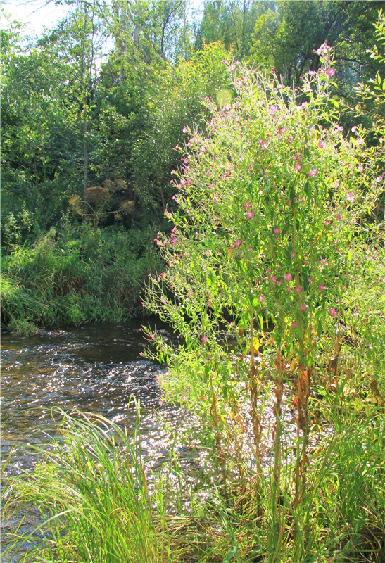 Старицкая Швейцария. Путешествие Мии. Minifee Miyu FairlyLand | Бэйбики Старицкая Швейцария. Путешествие Мии. Minifee Miyu FairlyLand