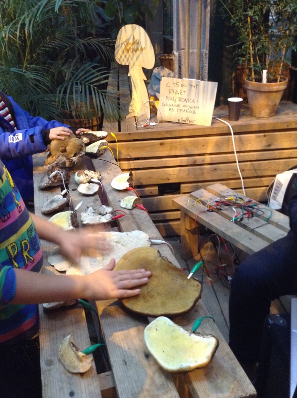 Аптекарский огород сегодня. ч.5. Грибной фестиваль