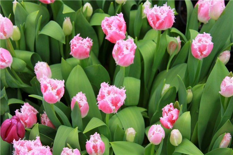 Тюльпановый Рай, продолжение. Выставка тюльпанов в Твери. Mini Layla elf Sunkissed skin от Kaye Wiggs