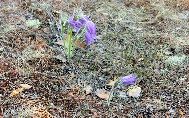 Джиджи на Орше. BJD Gigi от Meadow Dolls