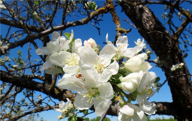 Дивная Весна — Куклы Zwergnase (Цвергназе/Цверги): фото