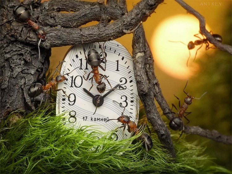 Уморительные муравьи — Интересное обо всем: поздравления (фото 4)