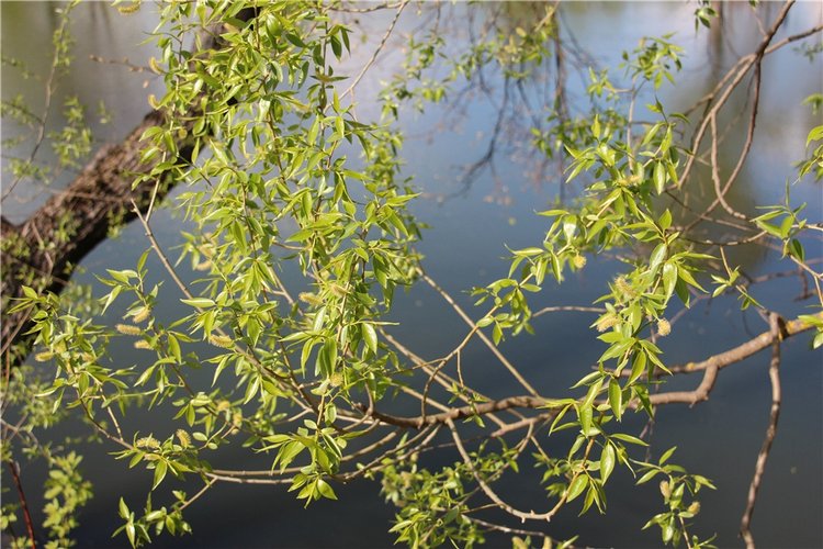 Один раз в год сады цветут