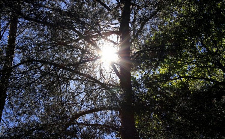 Ландыши - Светлого мая привет