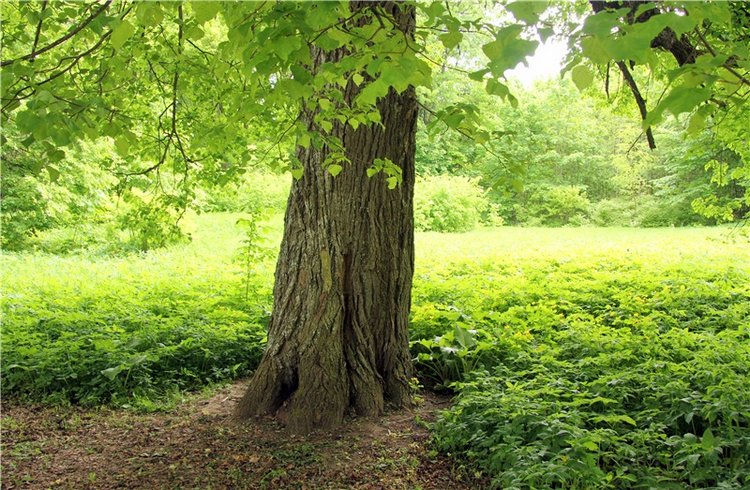 "Троицкие гуляния" в Василёво, 2017 год, продолжение. Архитектурно-этнографический музей под открытым небом "Василёво"