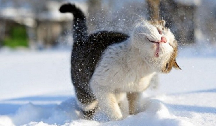 Предновогодняя мимимишная публикация. О любви. О нежности. О девочках. О котиках (фото 5)