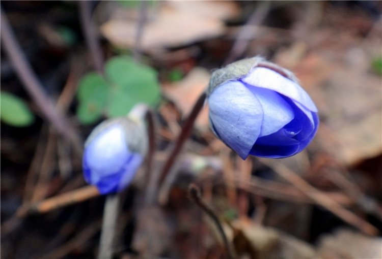 23 февраля - расцвели синие подснежники