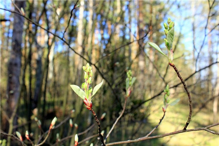 Долгая дорога к Волге. Custom Blythe Doll UFO Go Go Takara