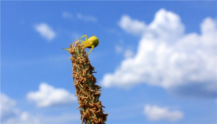 Весенняя Фея. Kyrra Fair Meadow doll | Бэйбики Весенняя Фея. Kyrra Fair Meadow doll