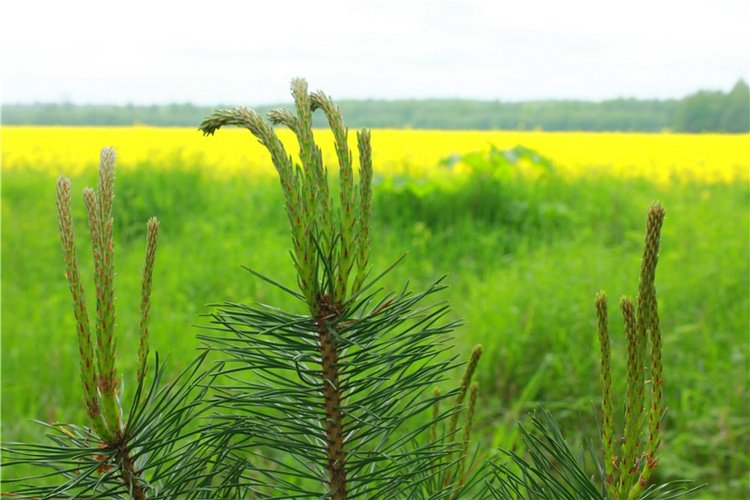 Солнечное поле. Twinkles Ella Chocolate