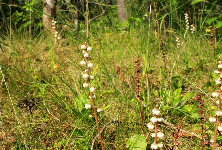 Путешествие Катрин. Katrin, Stoffpuppe Doll, Kathe Kruse