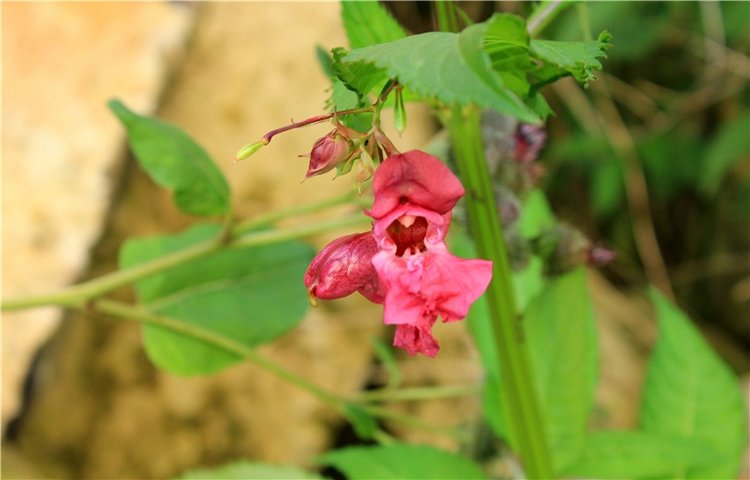 Тайны Древней Старицы — Культура