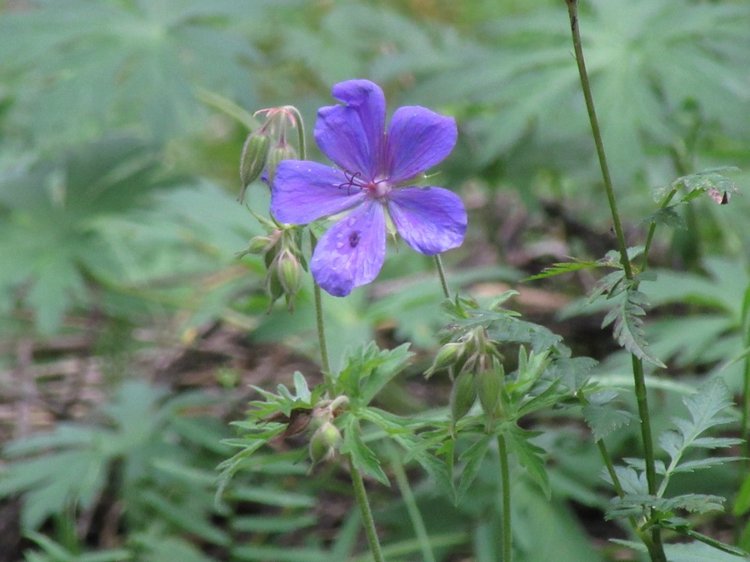 Джилы-Су в тумане — Туризм и путешествия: фотоотчеты из поездок