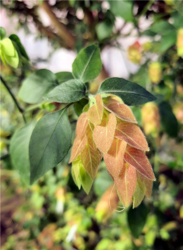 Выставка тюльпанов в Твери, продолжение