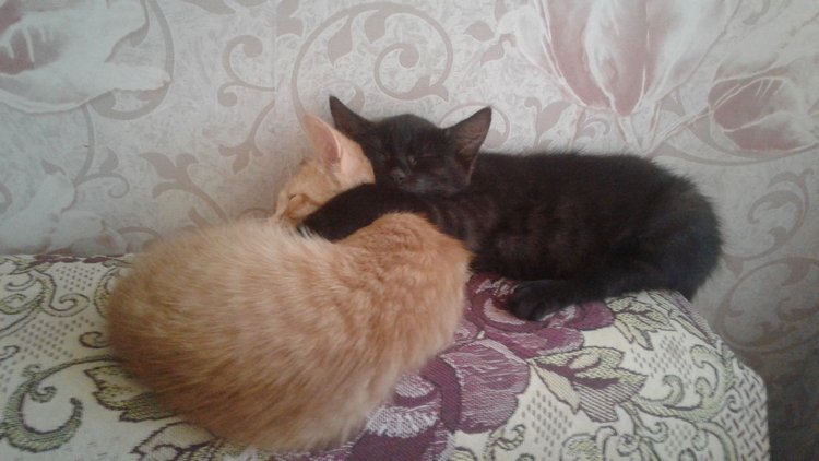 Больше никаких кошек! А котята не считаются | Бэйбики Больше никаких кошек! А котята не считаются