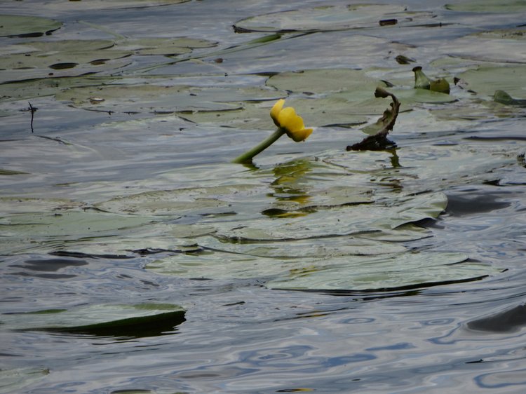Каменный остров. Поездка с БЖД куколкой от Лиликэт