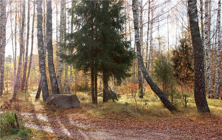 Ромашковый октябрь. Zwergnase Mischa