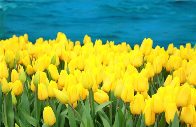 Тюльпановый Рай, продолжение. Выставка тюльпанов в Твери. Mini Layla elf Sunkissed skin от Kaye Wiggs