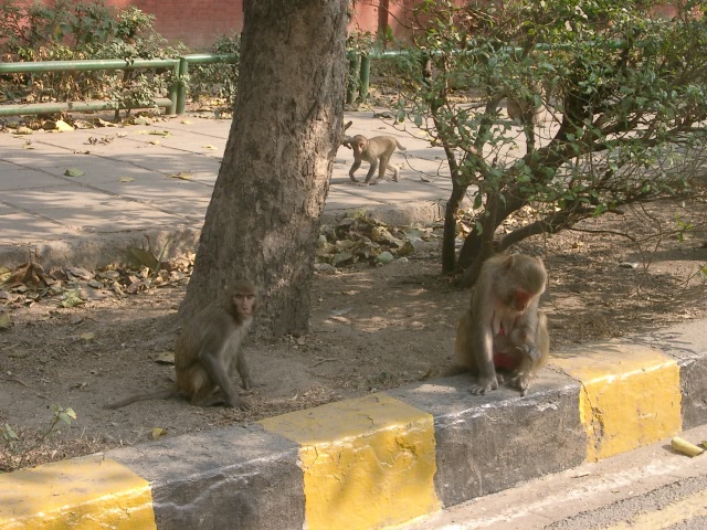 Сказочная Индия — Туризм и путешествия: фотоотчеты из поездок