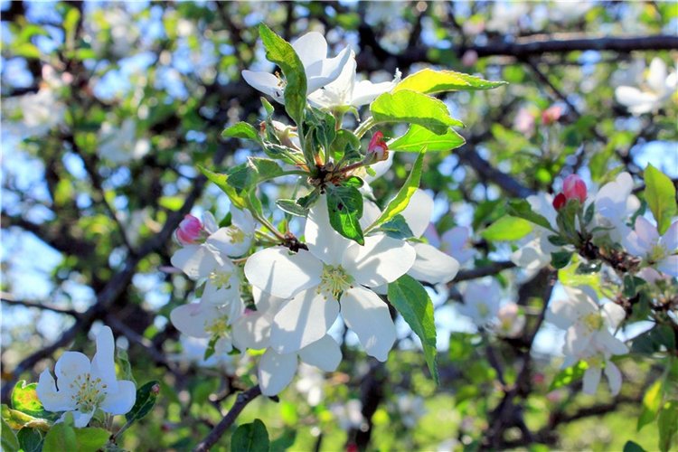 Дивная Весна — Куклы Zwergnase (Цвергназе/Цверги): фото