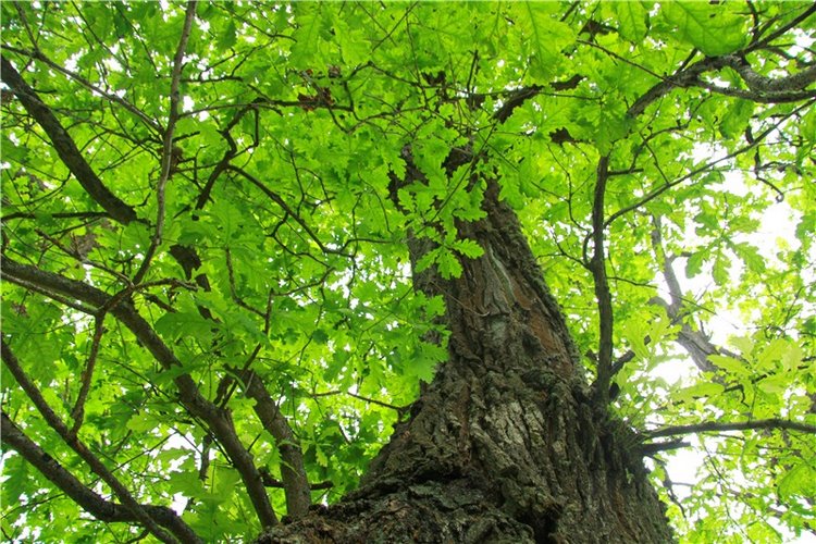 Путешествие с Бенни — Культура