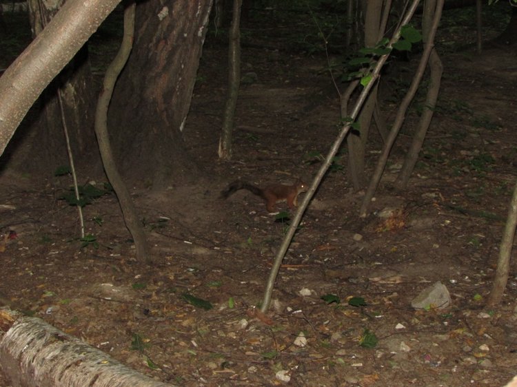 Веселое путешествие по Парку Измайлово