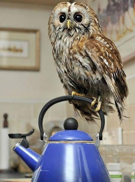 Любительские и профессиональные фотографии Сов (выпуск 2)