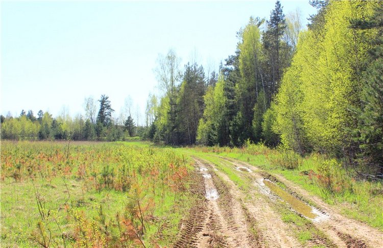 Долгая дорога к Волге. Custom Blythe Doll UFO Go Go Takara