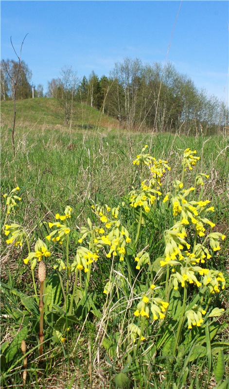 Долгая дорога к Волге. Custom Blythe Doll UFO Go Go Takara