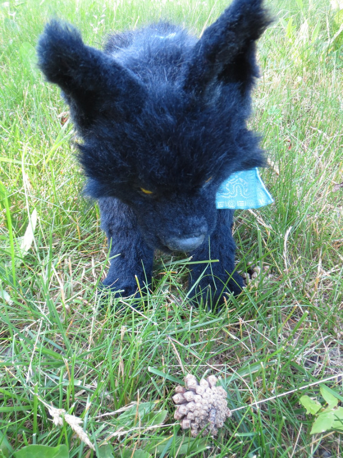 Мой домашний волчок — Домашние фото авторских игрушек: Тедди (фото 8)