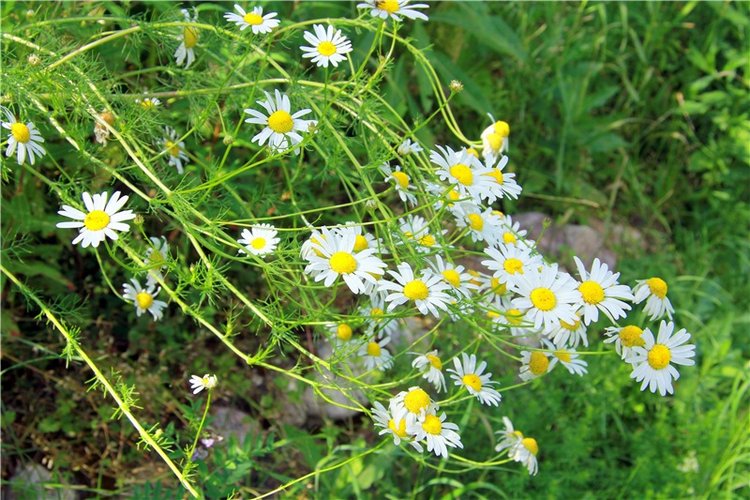 Принцессы в Райке — Куклы