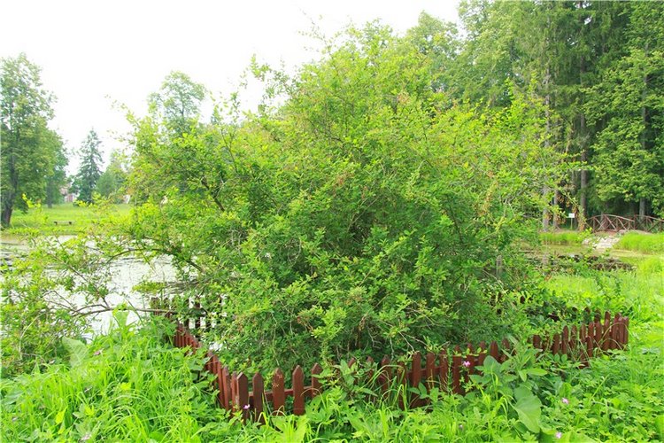 Путешествие Виолы в Усадьбу Знаменское-Раёк