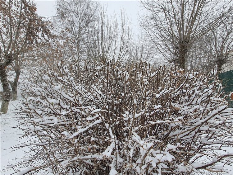 Непогода нынче в моде — Куклы Meadow dolls (Медовушки): BJD (БЖД)