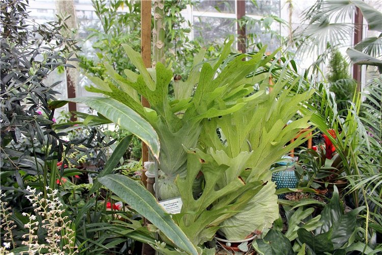 Тверской Ботанический Сад, продолжение | Бэйбики Тверской Ботанический Сад, продолжение