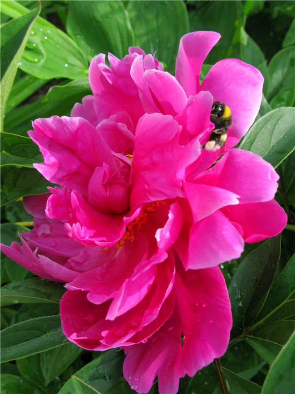 Милая Пион, Neo Blythe Pretty Peony, PrPe