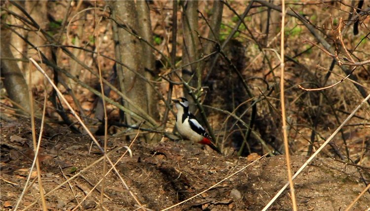 Апрельский день в Василёво, заключительная часть