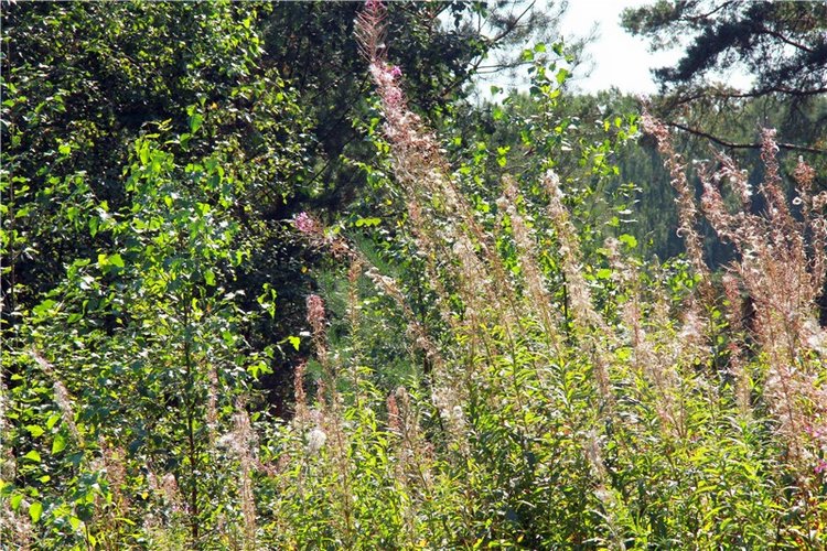 Инопланетянка Нийя. Custom Blythe Doll UFO Go Go Takara