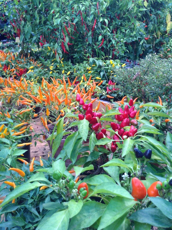 Аптекарский огород сегодня. ч.5. Грибной фестиваль