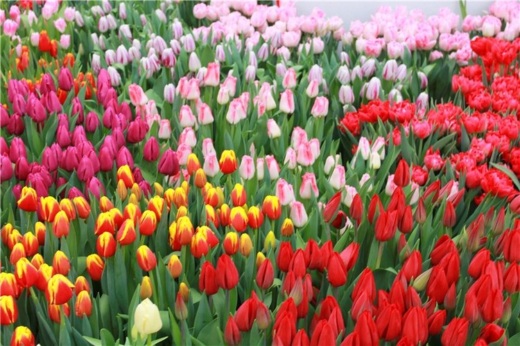 Тюльпановый Рай, продолжение. Выставка тюльпанов в Твери. Mini Layla elf Sunkissed skin от Kaye Wiggs